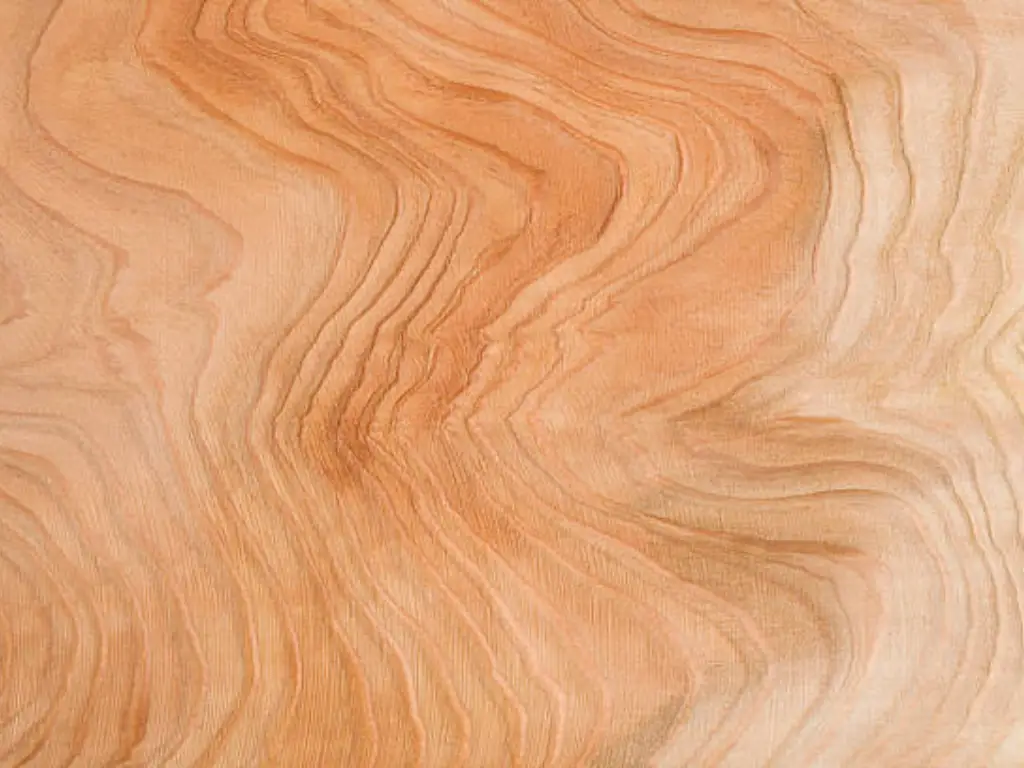 cedar